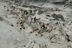 PICTURES/Bisti Badlands in De-Na-Zin Wilderness/t_Second Stop - Brown Capped HooDoos1.JPG